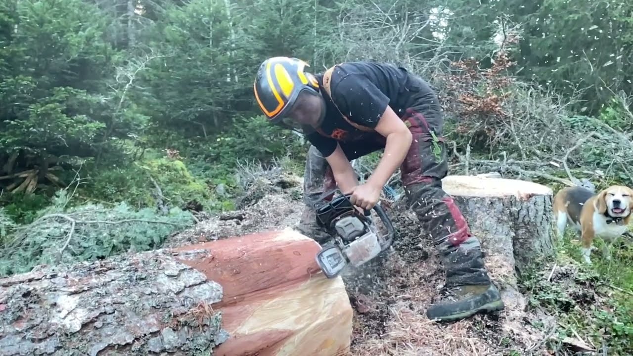 bucheron un métier, une passion abattage gros bois  stihl ms 462