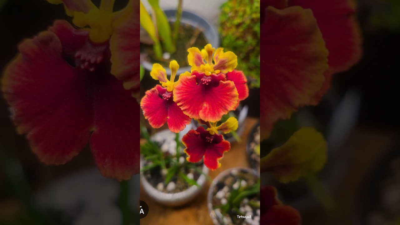 More Blooms For February | February 2026