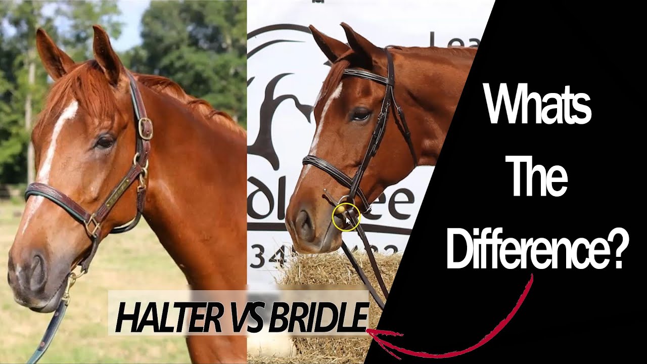 The Difference Between a HALTER and a BRIDLE