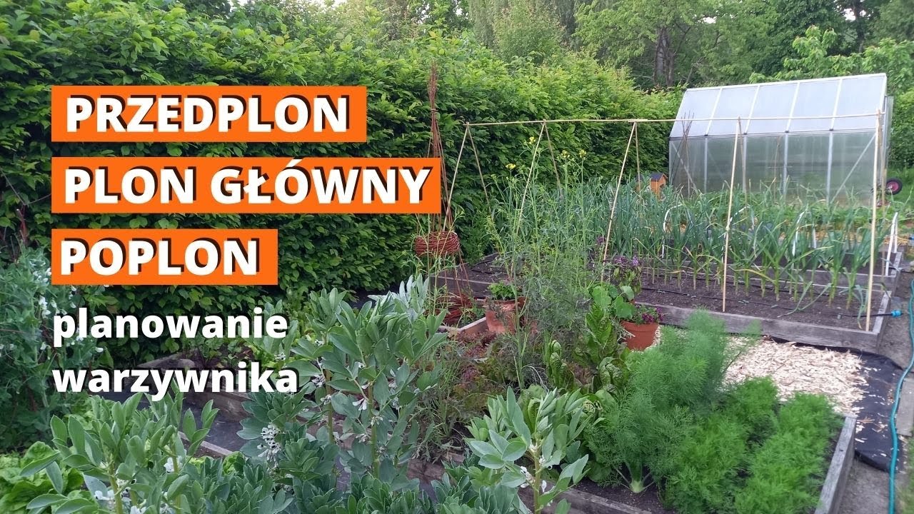 Przedplony, plon gł&oacute;wny i poplony. Jak maksymalnie wykorzystać warzywnik? Planowanie warzywnika.