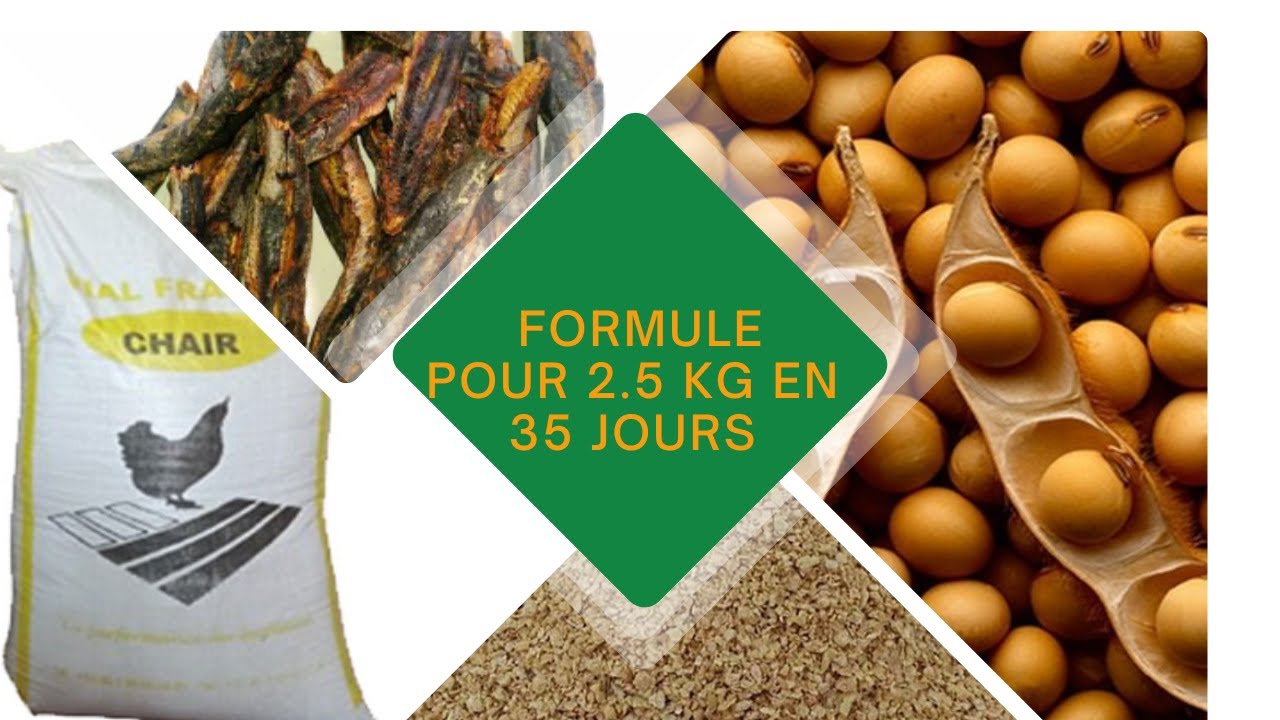 Formulation des aliments pour poulets de chair : le secret des &eacute;leveurs &agrave; succ&egrave;s 🐔💰