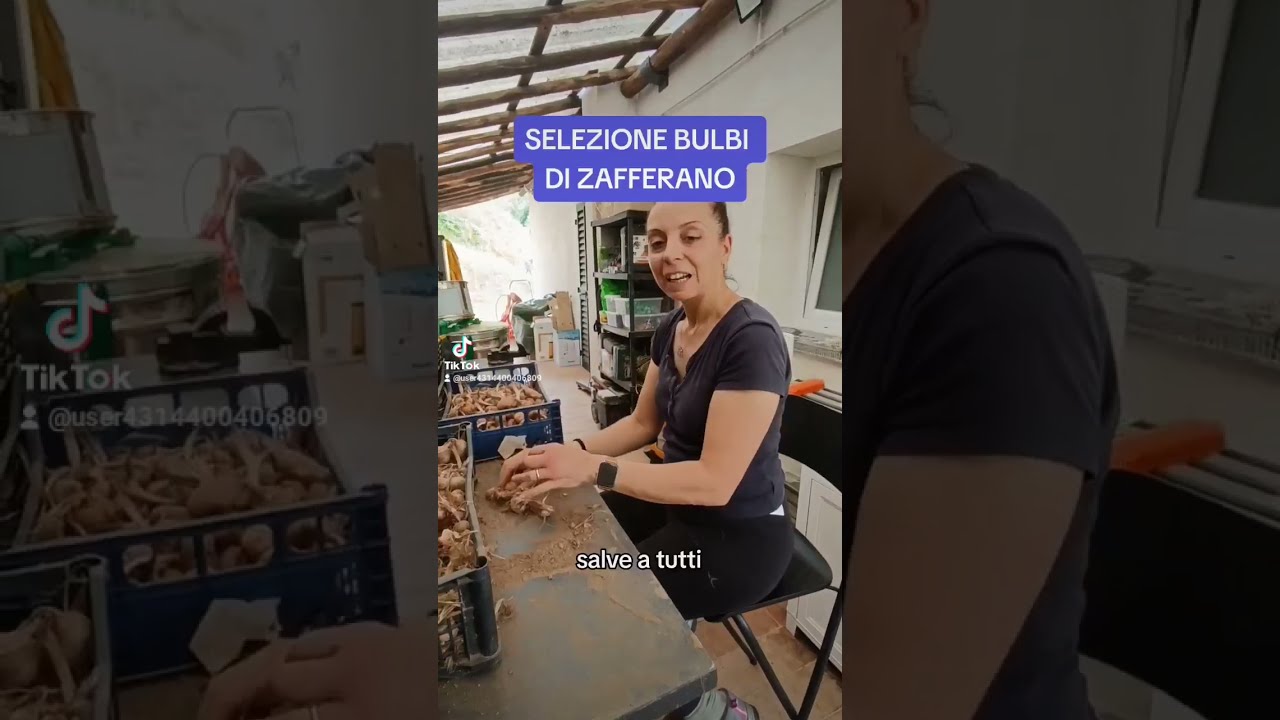 La pulizia dei bulbi dello zafferano: consigli e per dividere e conservare i bulbi raccolti