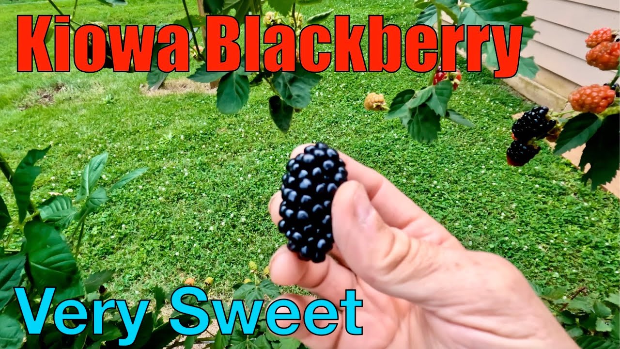 Kiowa Blackberry