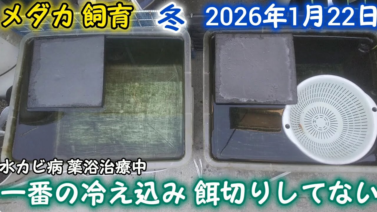 メダカ 冬 1月22日 一番の冷え込み 餌切りしてない水槽 水カビ病 薬浴治療中 楊貴妃とミユキ観察 水換え 越冬 飼育 屋外