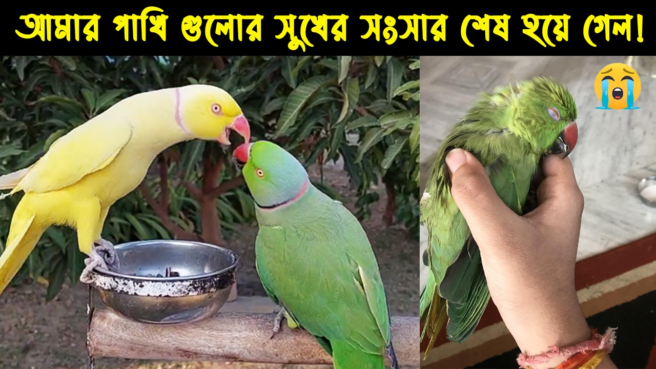 দুর্ভাগা (কথা বলা) টিয়া পাখিটির জীবন কাহিনী|Bird Story-169|The life story of Parrot Bird| tiya pakhi
