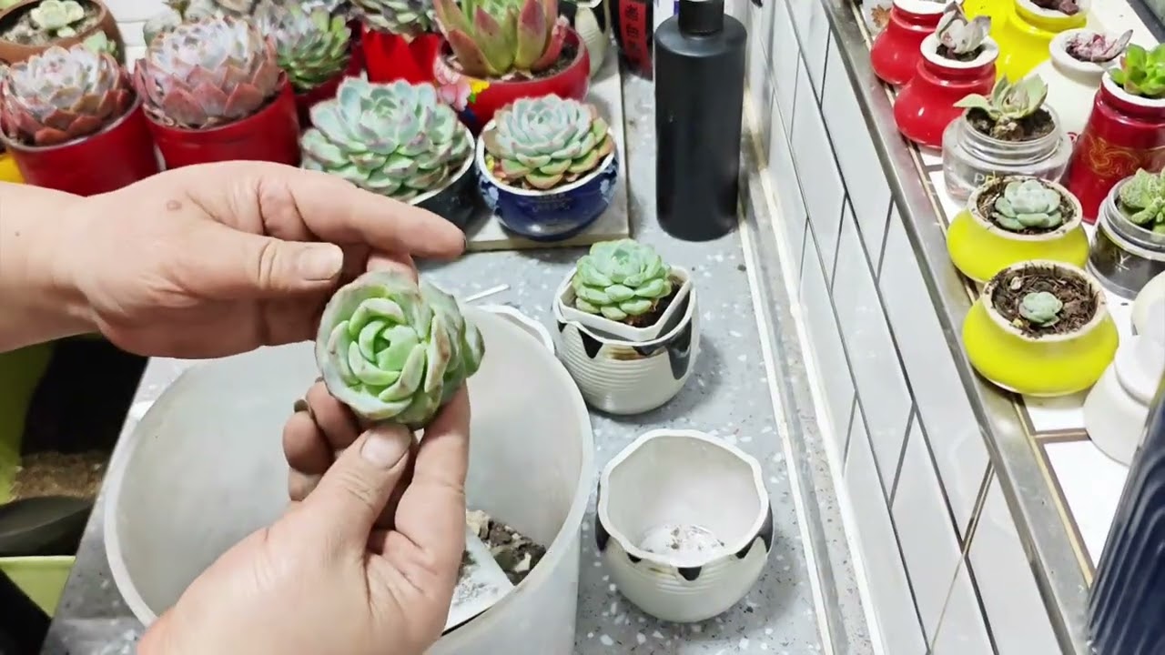 酒瓶做花盆 #爱生活爱养花 #多肉植物 Wine bottle making flowerpot # Love life, love flowers # Succulent plants