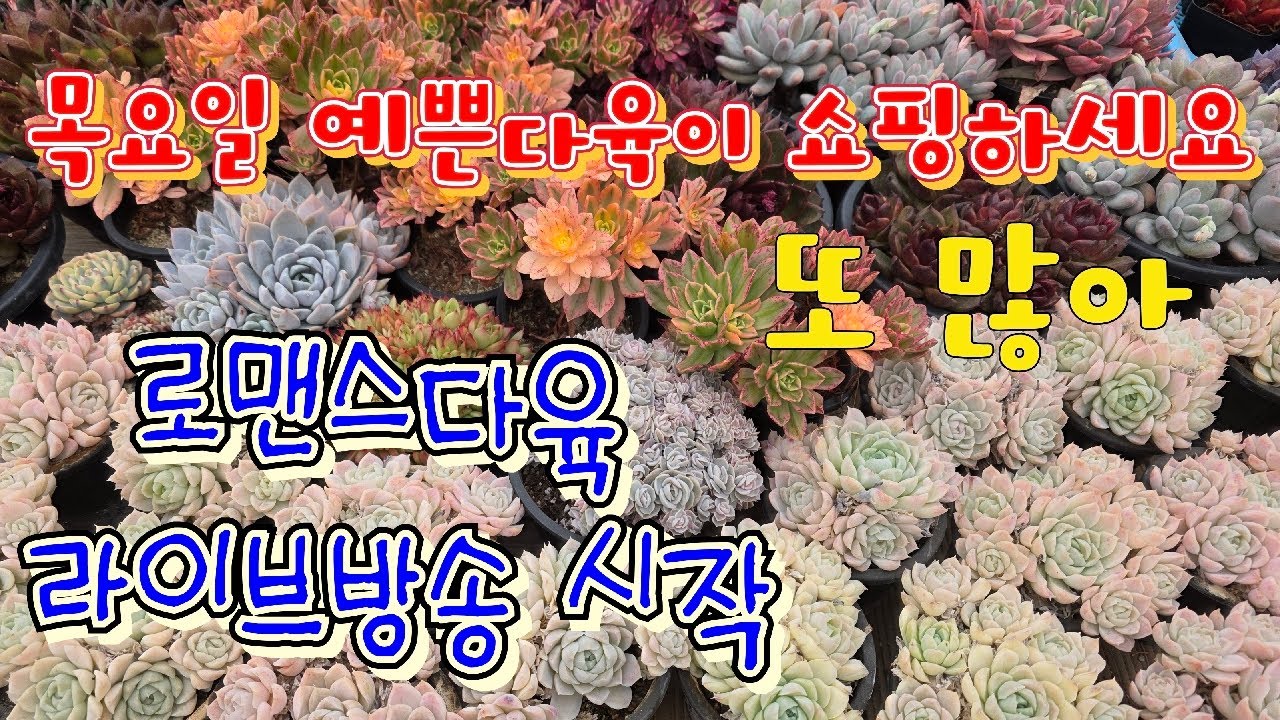 26년 3월 5일. 로맨스다육 라이브방송  군생ㆍ예쁜이 맛집💕 문자 010-2781-1080 #다육이 #다육식물 #다육 #화분할인