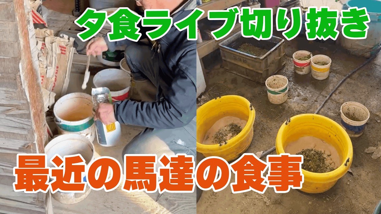 【夕飯メニュー公開】4頭の健康を考えたレシピ公開【少し解説】