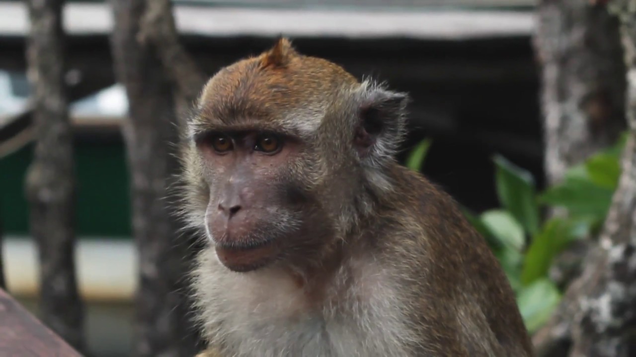 Long-tailed Macaque (Macaca fascicularis)