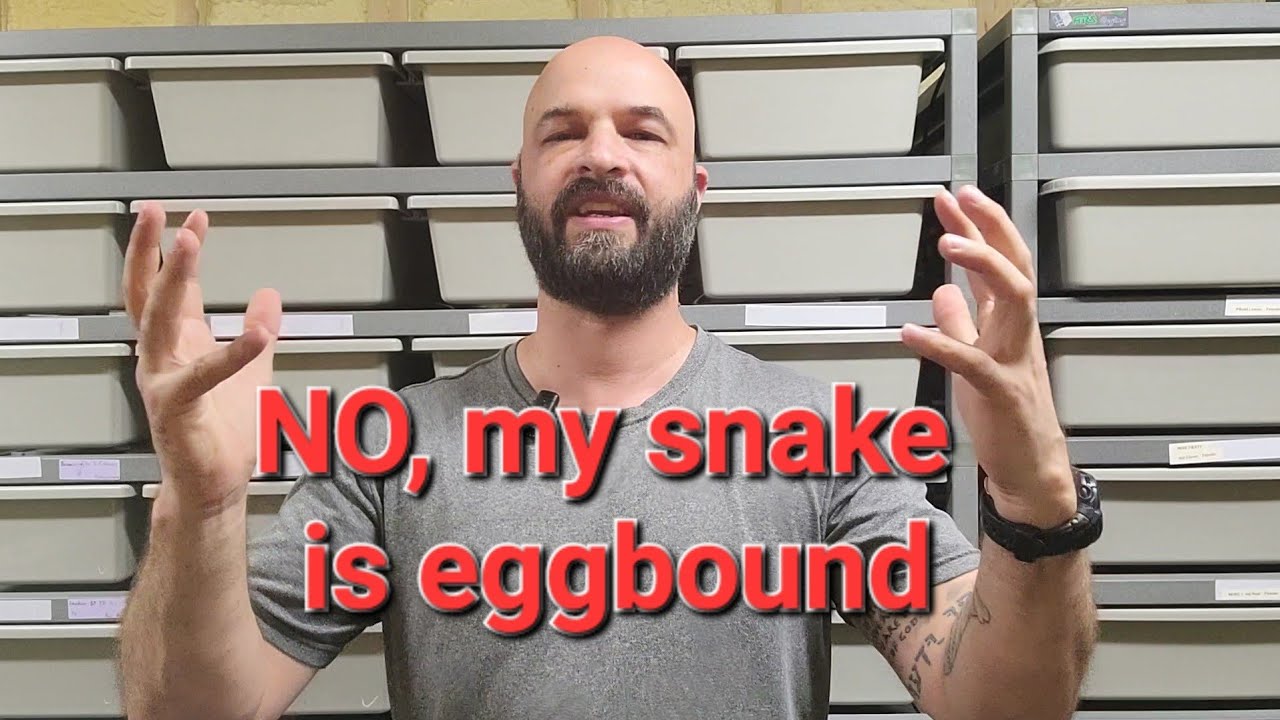 Oh No! My Snake is Eggbound. I Have to Save Her Life!