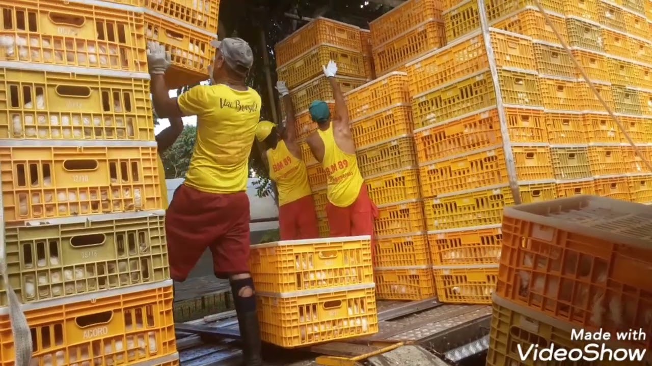 GALERA DO FRANGO: R.M CARREGAMENTOS CARREGANDO CAMINHAO DE FRANGOS VIVO E SAINDO CARREGADO!!!