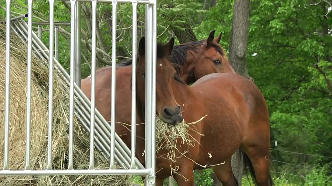 Том Сей рассказывает о песне &laquo;Hay Saver&raquo; Клен Пайпа