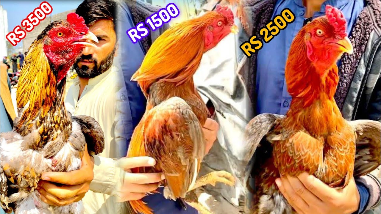 Aseel murga mandi ma sale lag gayi jaldi kro SAB Bhai|murga mandi Cheap rates 😱