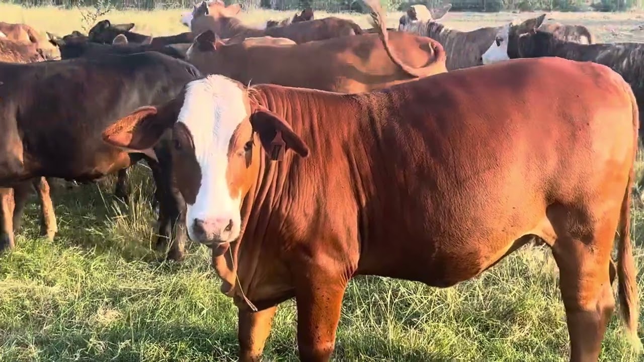 I raced these f1 braford heifers !