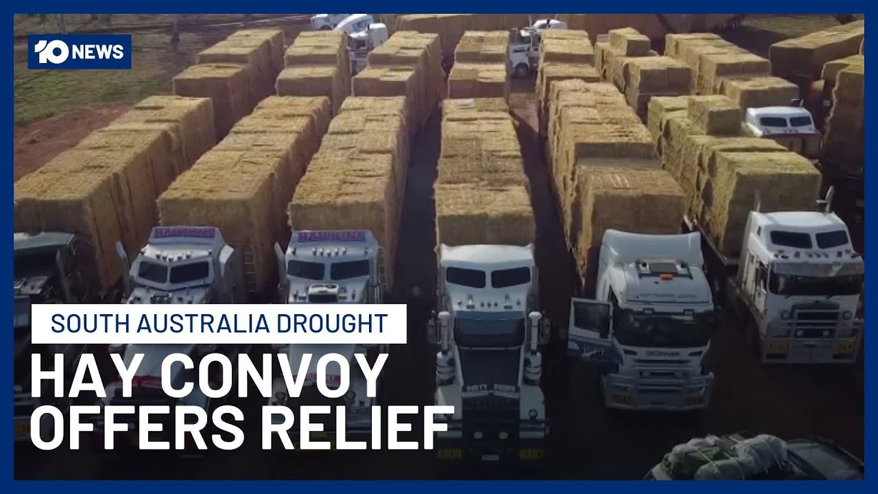 Hay Convoy Brings Relief To South Australian Farmers Battling Drought | 10 News