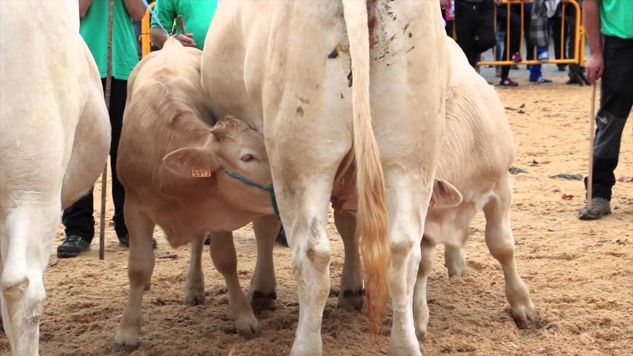 campeonato de pirenaika 2015 gernika