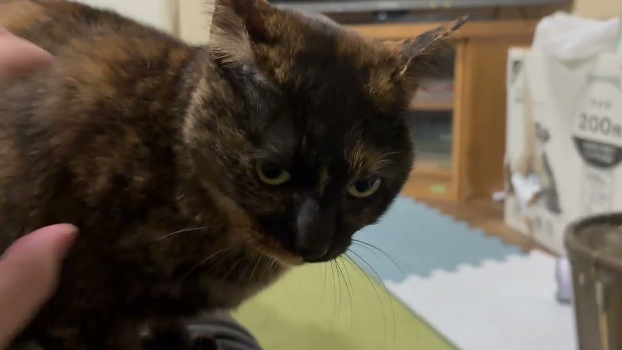 犬と猫に癒される。明日も頑張れる。