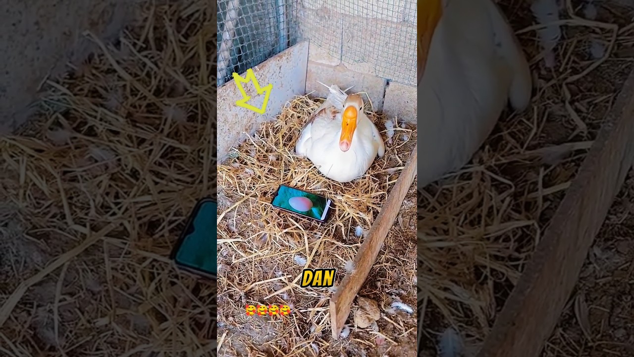 Angsa itu mengira telurnya ❗ #shortvideo #faktaunik #animals #angsa #telur