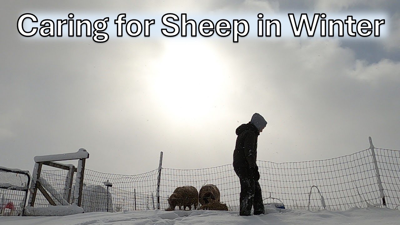 Caring for Shetland Sheep in Winter