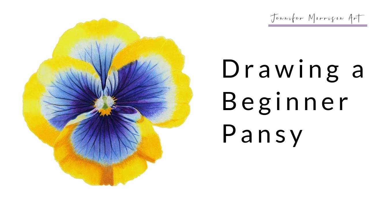 Drawing a Beginner Pansy using Colored Pencils Blended with Paint Thinner
