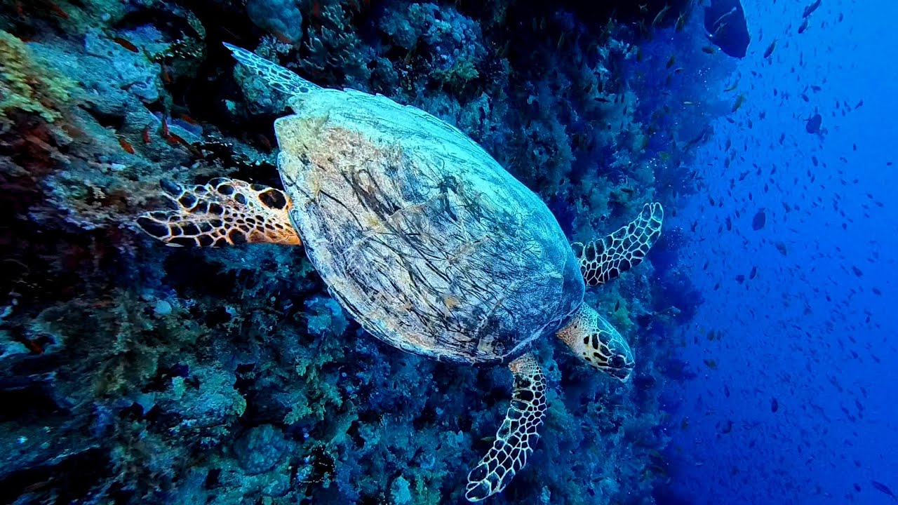 Crociera Mar Rosso - Red Sea Diving and Cruises 