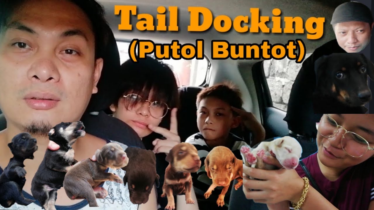 Tail Docking ( putol buntot) for our 7 puppies
