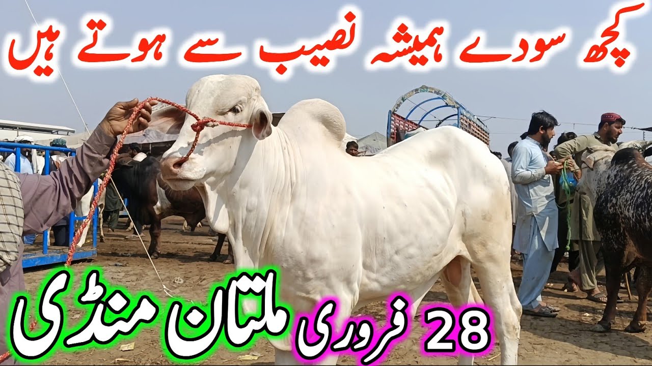 Today Multan Cow Mandi Fresh Latest Update | Sahiwal Cholistani & Brahman Bachre | Cow Mandi 2025