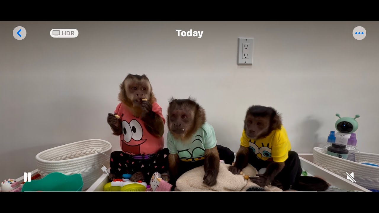 Good & Bad news from Misstyflower Monkeys and Welcome back to our Channel ♥️