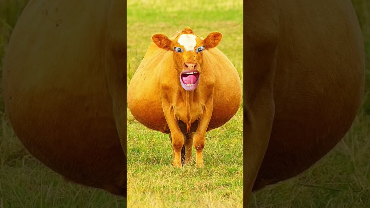 Cow#cotton #funny 🤤🤤🐄🐄🐂short #comedy #animals