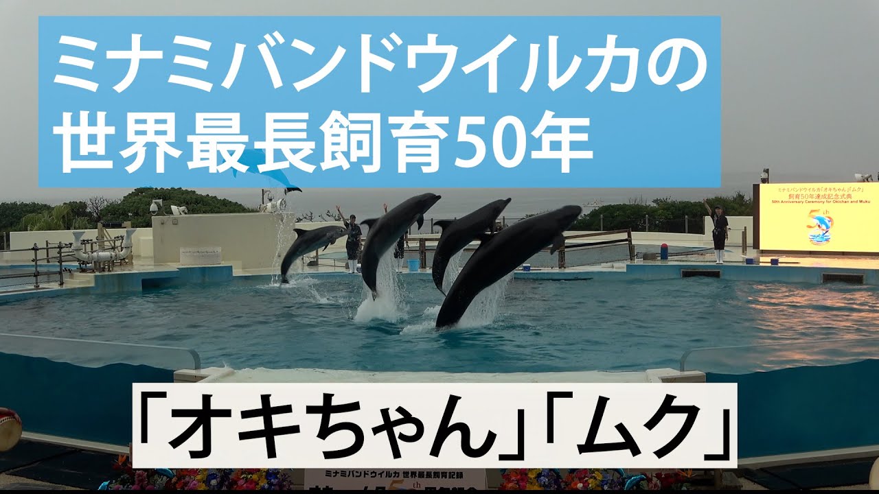 【美ら海水族館】イルカのオキちゃん、ムク飼育50周年祝う　観光特別賞、特別住民票などを贈る