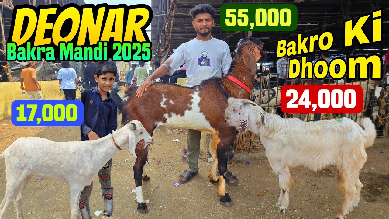 DEONAR BAKRA MANDI 2025 LATEST UPDATE ● 20  ● BAKRE AARAHE HAI 😍