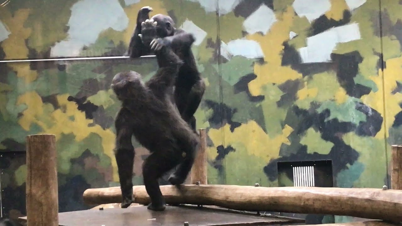 Western Lowland Gorilla Wrestling - Givskud Zoo (Denmark)