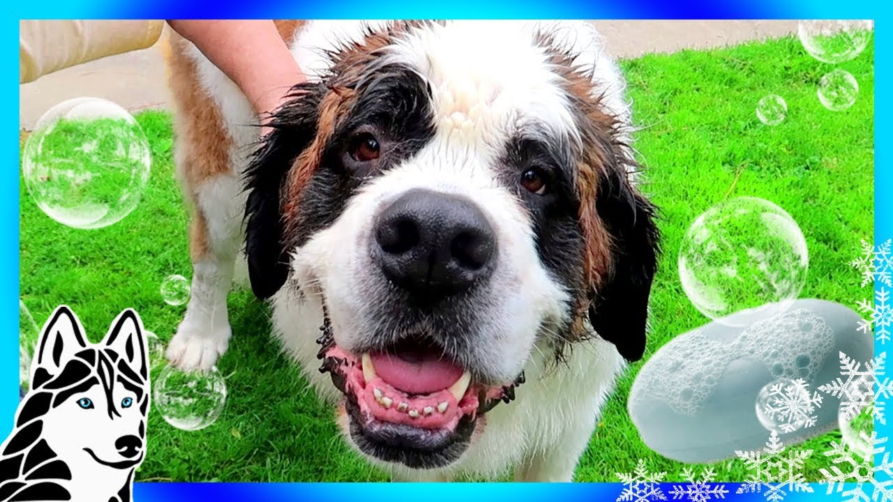 SUNSHINE THE ST BERNARD GETS A BATH | Bath Time Challenge