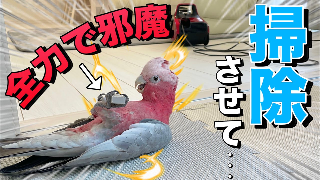 【助けて下さい】インコに掃除を妨害されて困ってます‥ww【モモイロインコ】