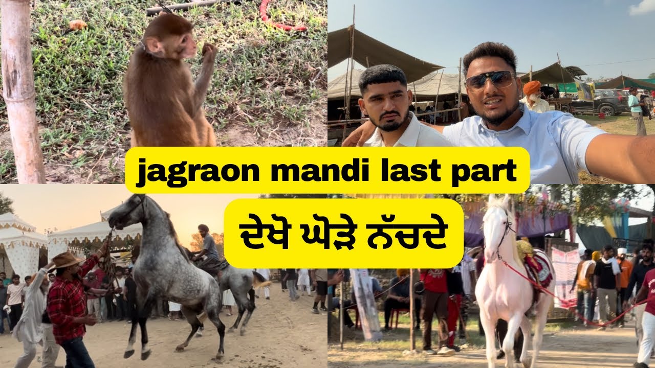 ਜਗਰਾੳਂ ਮੰਡੀ 2025 last part | ghoda mandi Jagraon | horse fair | punjabi vlogs | Narinder’s life