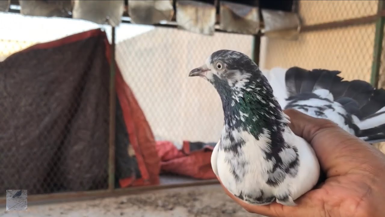 استعراض الحمام الباكستاني