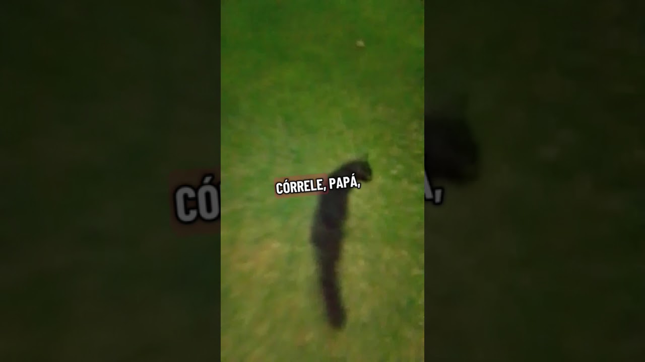 Dar amor a ellos que no tienen voz llena más mi corazón 🐈🐈‍⬛🙏🏻🩷