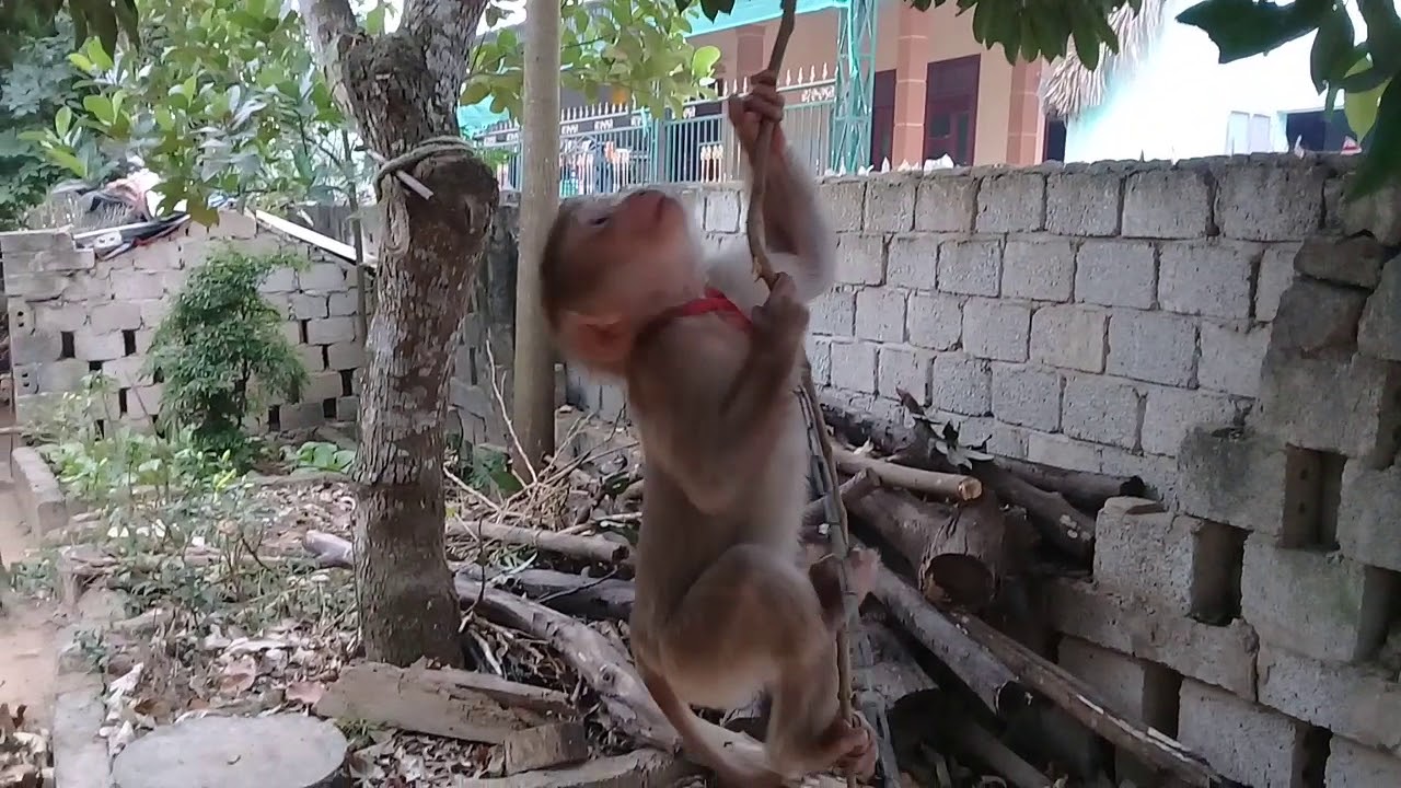 Xem em KHỈ MyNu sợ ch&oacute; rồi leo l&ecirc;n c&acirc;y.