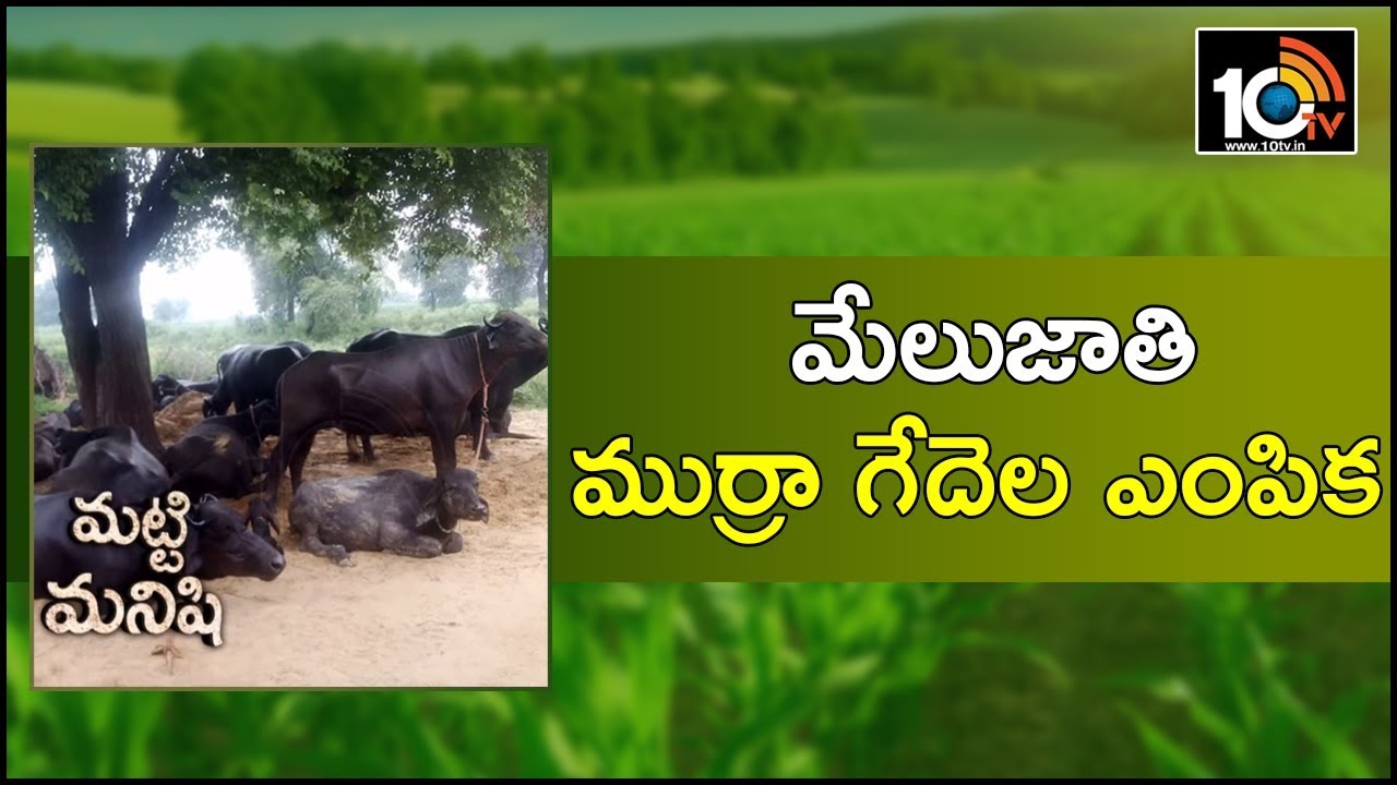 మేలుజాతి ముర్రా గేదెల ఎంపిక | Matti Manishi | 10TV News