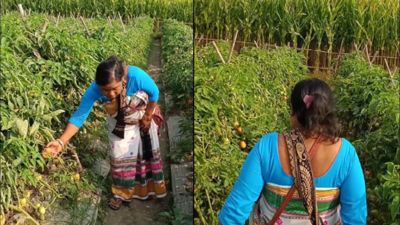 ছাক পাচলি খেতি 
