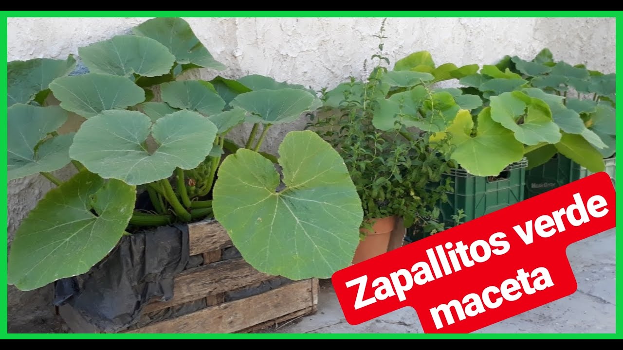 cultivo de ZAPALLITOS VERDE de tronco ( macetohuerto) HUERTO URBANO parte 1