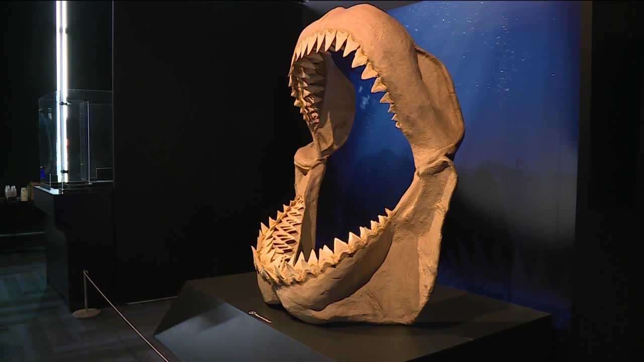 Planet Shark exhibit opens this weekend at Science Museum of Virginia