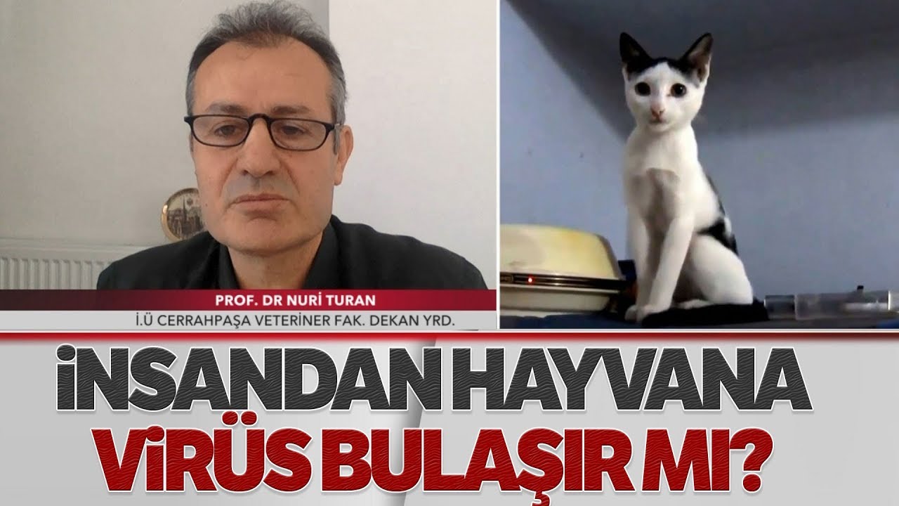 Evcil Hayvanlardan İnsanlara Koronavirüs Bulaşır Mı?