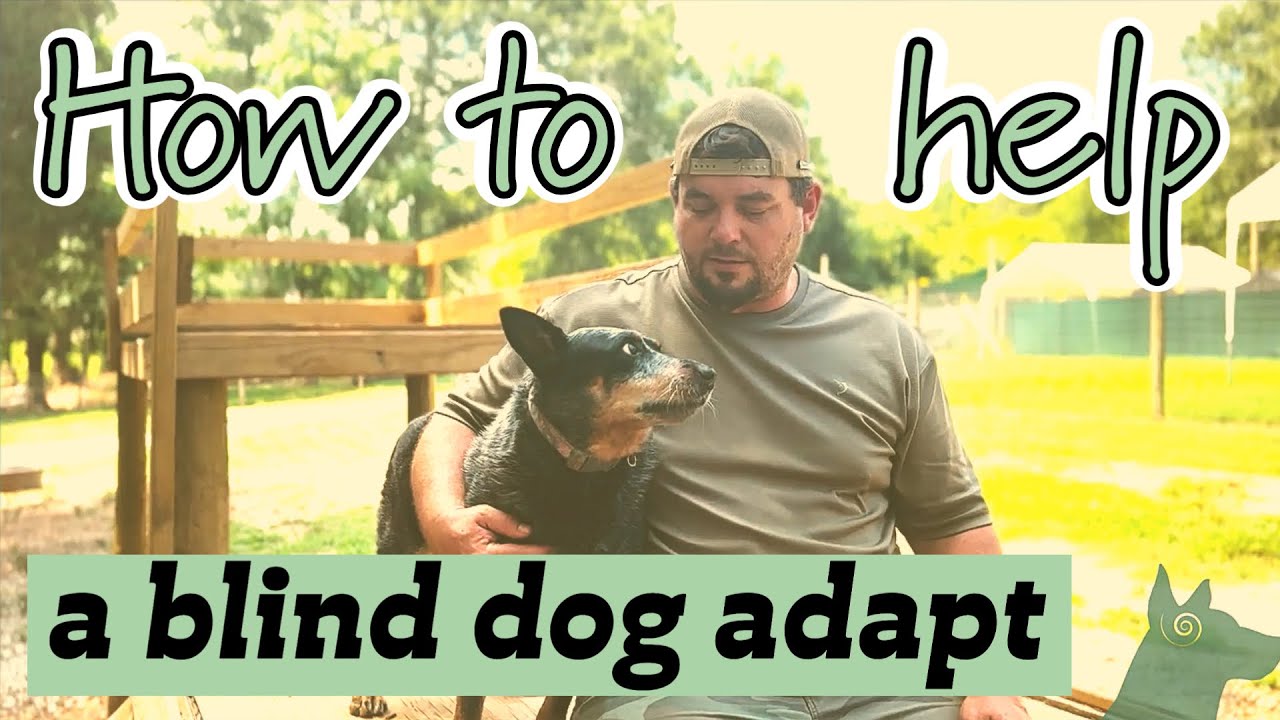 How to help a blind dog adapt | meet Lucy the blind cattle dog