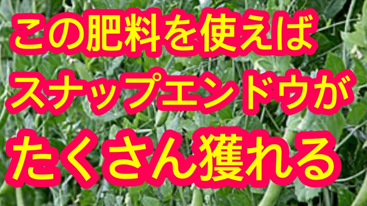 【スナップエンドウ】今年は豊作！大きな実をたくさん収穫するために必要な肥料成分のバランスを詳しく解説します。コスパのためにも『量より質』です。