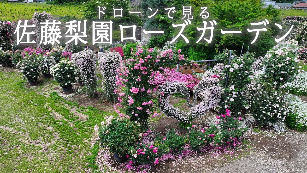 ドローンで見る福島市「佐藤梨園ローズガーデン」