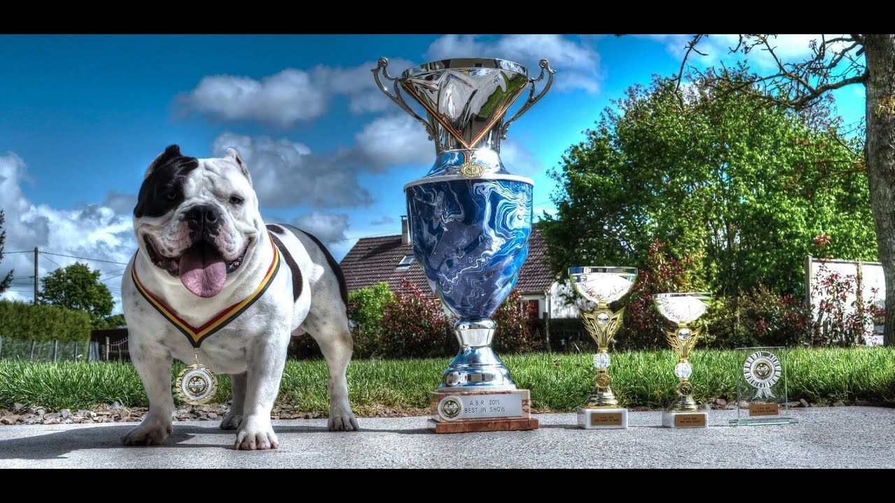 ABR SHOW MEETING 2015 AMERICAN BULLY REGISTER