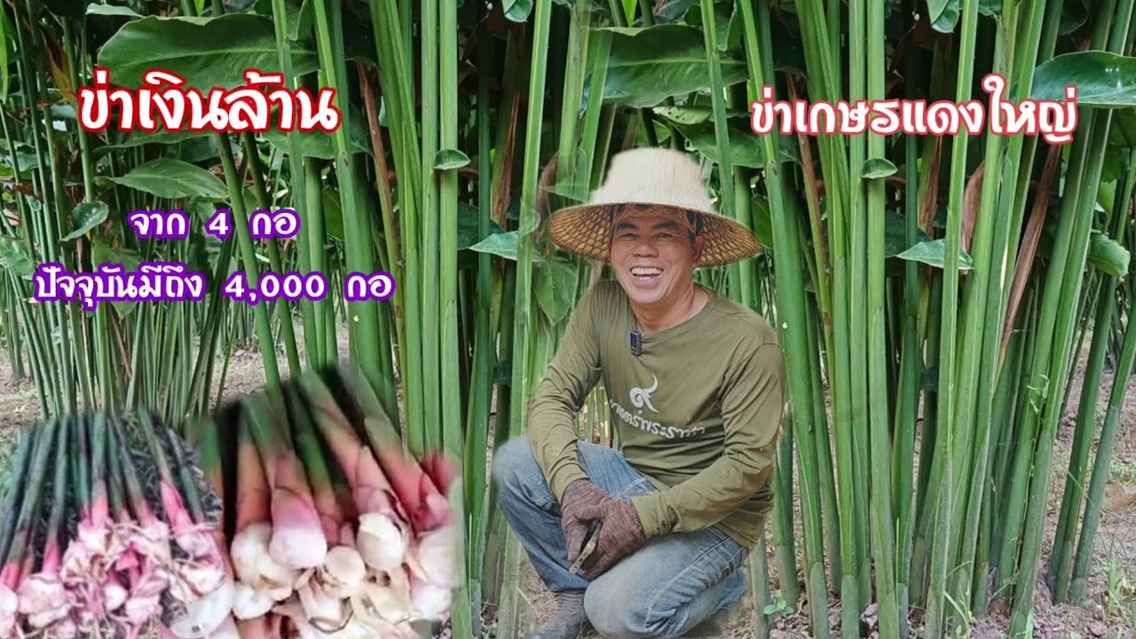 ข่าเงินล้าน!!เริ่มจาก 4 กอ ปัญจุบันมีถึง 4,000 กอ🌱มารับถึงหน้าสวน ขายได้ทั่งกอขายได้ทั้งหน่อ