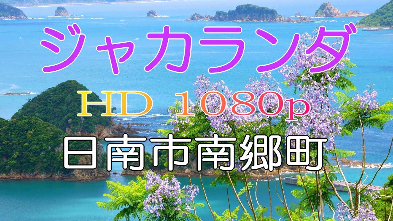 【HD】日本一のジャカランダ群生林　日南市南郷町（道の駅なんごう 周辺）※一番良い頃の写真