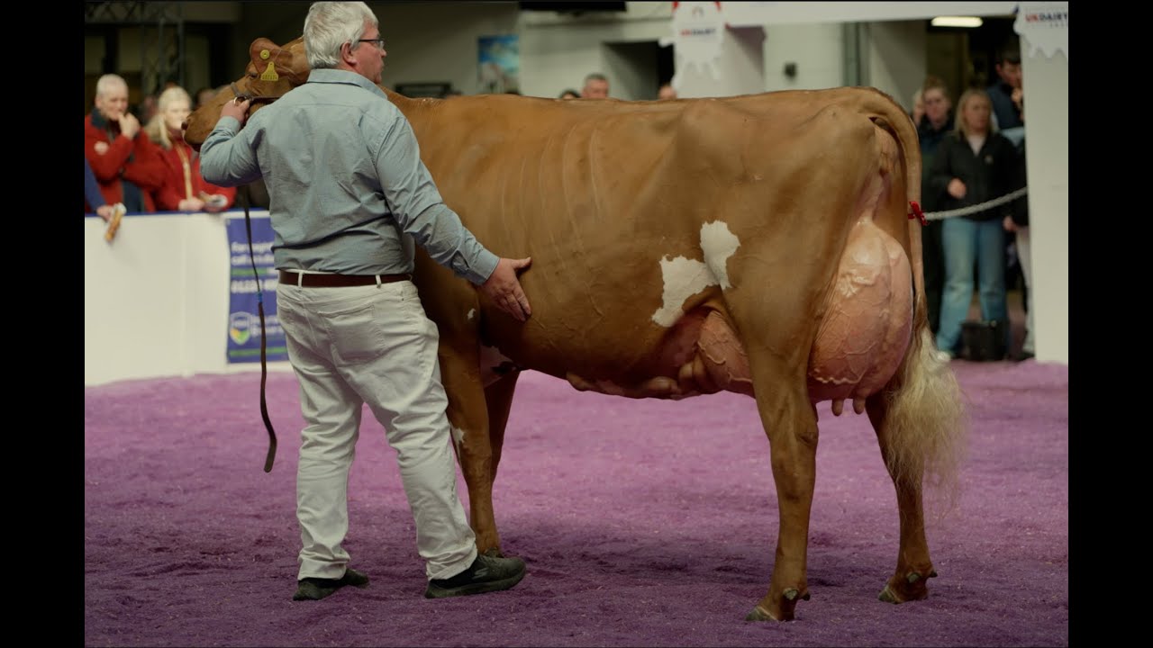 UK DAIRY EXPO 2025.Ayrshire Championship.Allstar Joybell by Blue Spruce Ringer